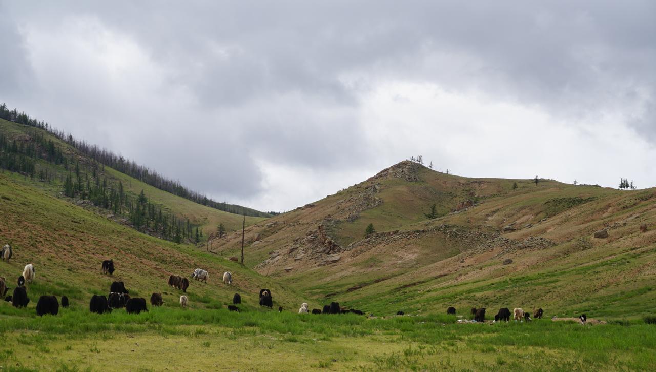 My Mongolia Eco Ger Camp Hotel Nalayh Екстериор снимка