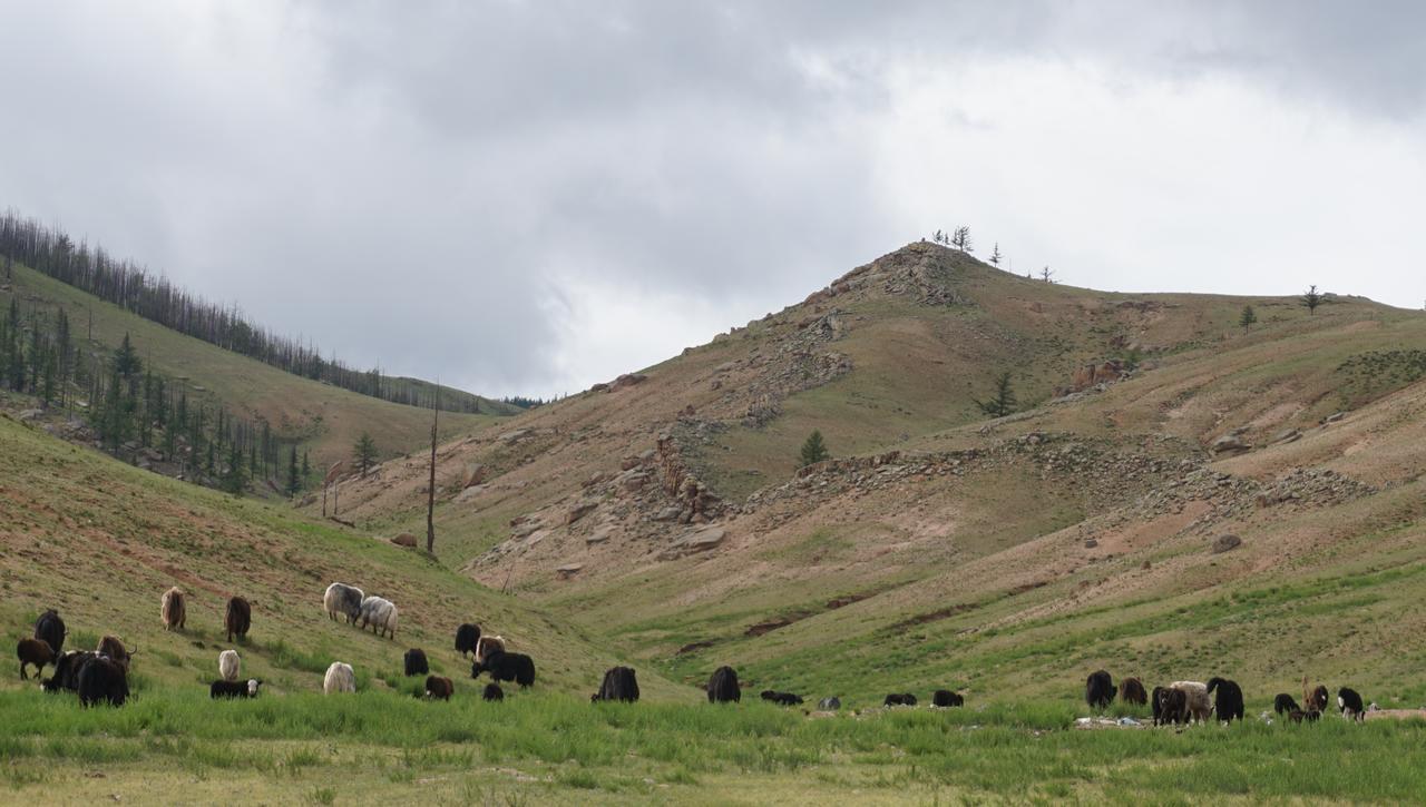 My Mongolia Eco Ger Camp Hotel Nalayh Екстериор снимка